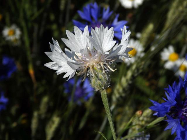 Chrpa modrá (Centaurea cyannus L.) - květenství bílých květů (1b)