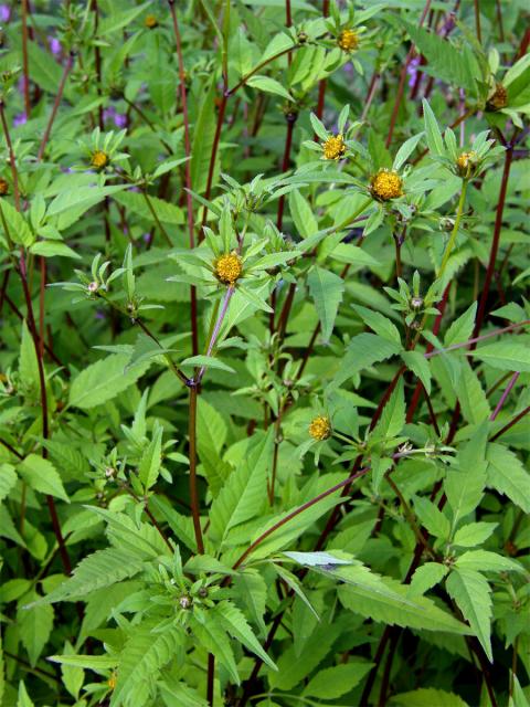 Dvouzubec černoplodý (Bidens frondosa L.)