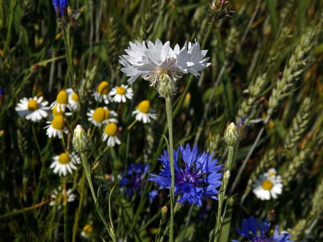 Chrpa modrá (Centaurea cyannus L.) - květenství bílých květů (1d)