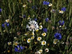 Chrpa modrá (Centaurea cyannus L.) - květenství bílých květů (1e)