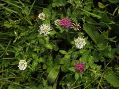 Jetel luční (Trifolium pratense L.) s květy bílé barvy (9b)