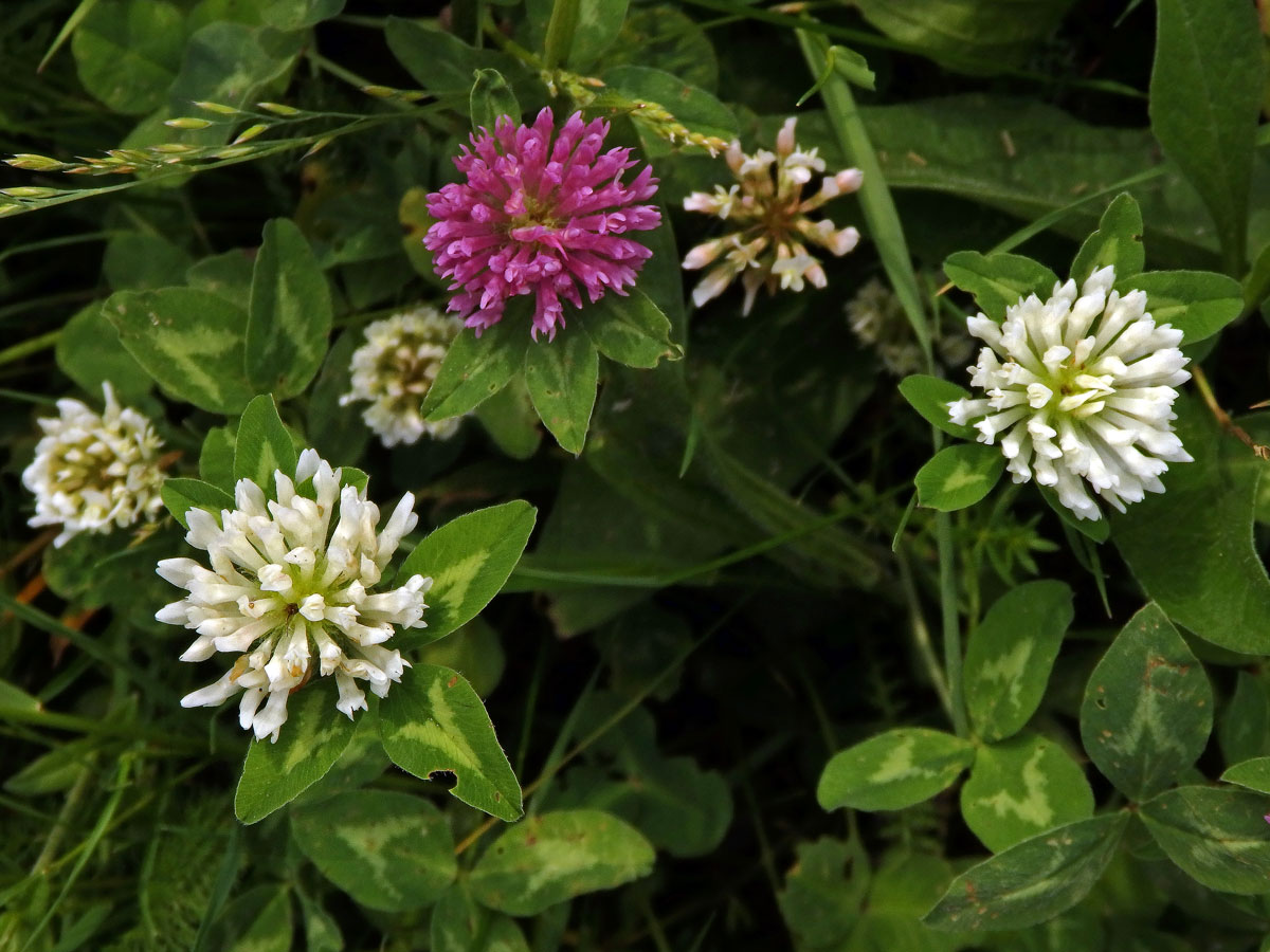 Jetel luční (Trifolium pratense L.) s květy bílé barvy (9c)