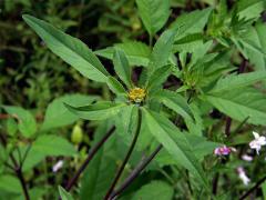 Dvouzubec černoplodý (Bidens frondosa L.)