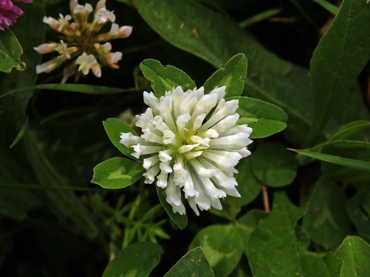 Jetel luční (Trifolium pratense L.) s květy bílé barvy (9d)