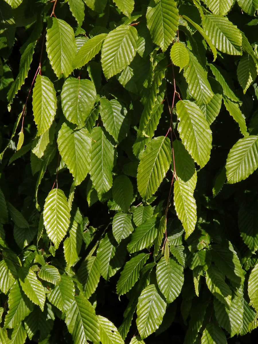 Habr obecný (Carpinus betulus L.)