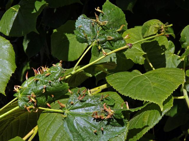 Hálky vlnovníka lipového (Eriophyes tiliae)