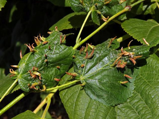 Hálky vlnovníka lipového (Eriophyes tiliae)