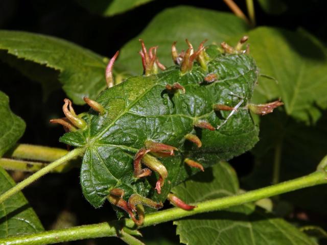 Hálky vlnovníka lipového (Eriophyes tiliae)