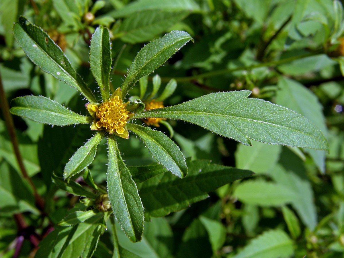 Dvouzubec černoplodý (Bidens frondosa L.)