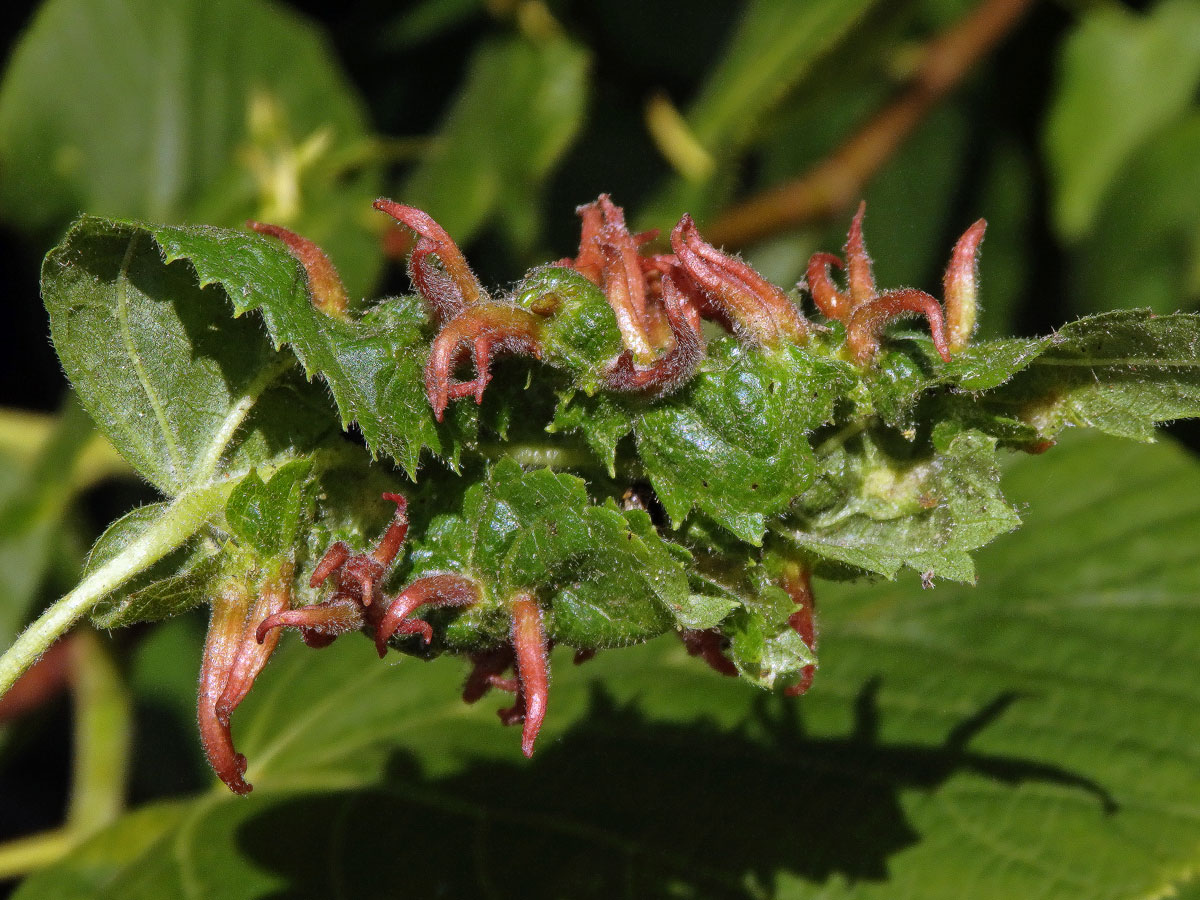 Hálky vlnovníka lipového (Eriophyes tiliae)