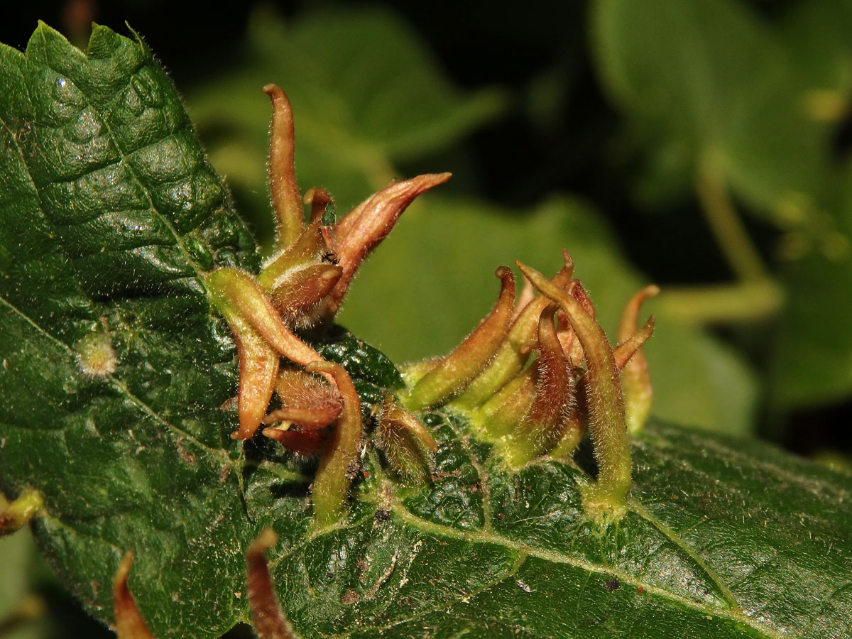 Hálky vlnovníka lipového (Eriophyes tiliae)