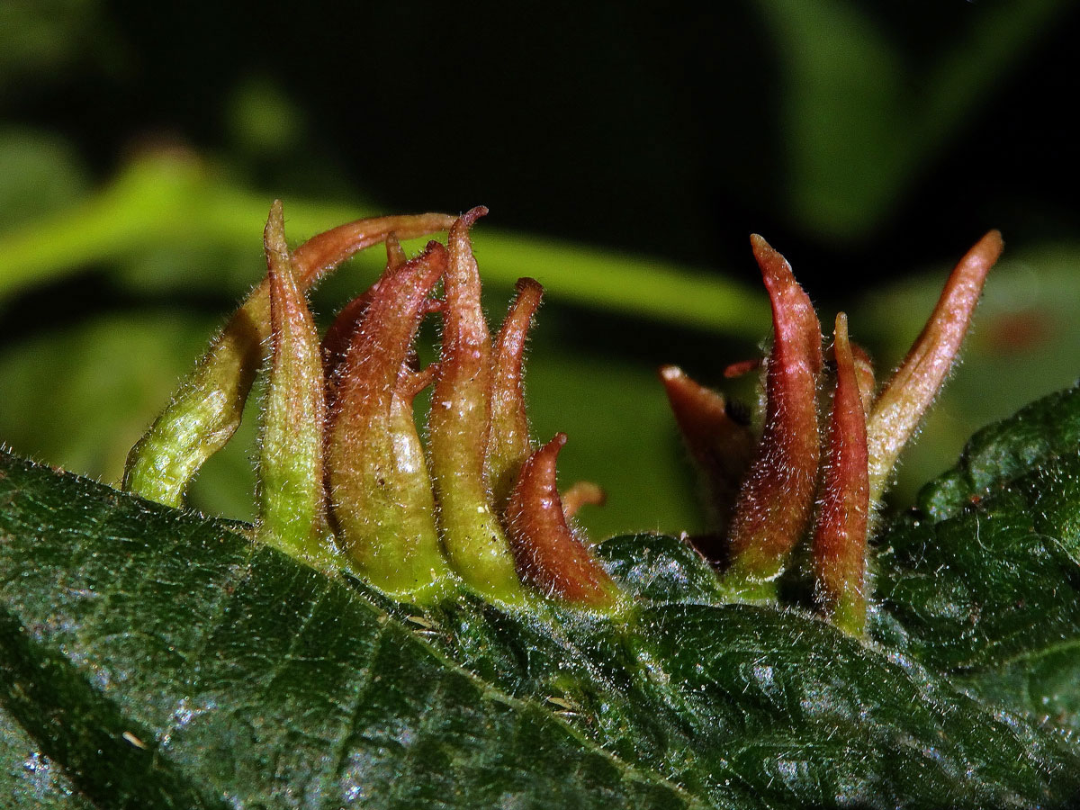 Hálky vlnovníka lipového (Eriophyes tiliae)