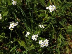 Pomněnka bahenní (Myosotis palustris (L.) L.) s bílými květy (8b)