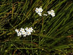 Pomněnka bahenní (Myosotis palustris (L.) L.) s bílými květy (8c)