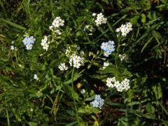 Pomněnka bahenní (Myosotis palustris (L.) L.) s bílými květy (8d)