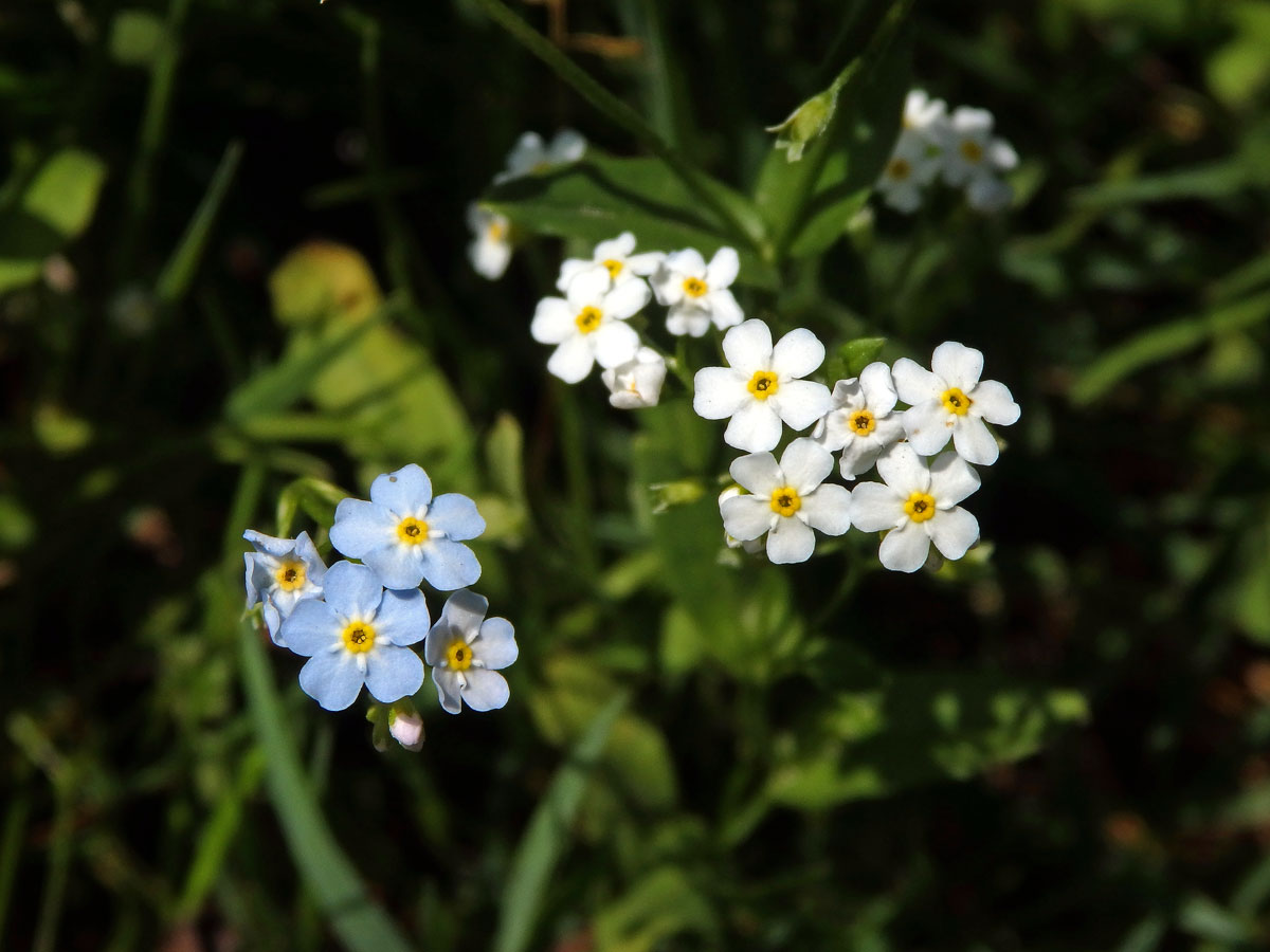 Pomněnka bahenní (Myosotis palustris (L.) L.) s bílými květy (8e)