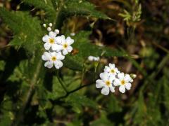 Pomněnka bahenní (Myosotis palustris (L.) L.) s bílými květy (8f)