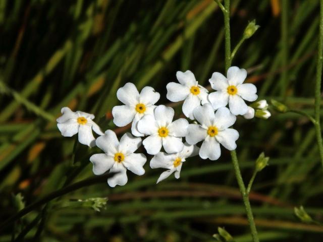 Pomněnka bahenní (Myosotis palustris (L.) L.) s bílými květy (8g)