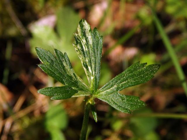 Pryskyřník hajní (Ranunculus nemorosus DC.) s panašovanými listy