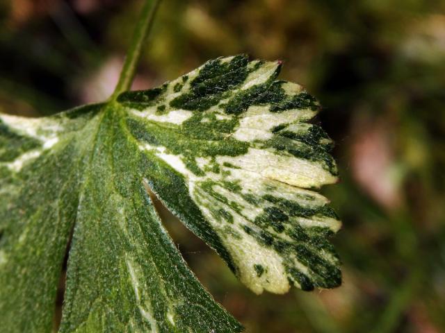 Pryskyřník hajní (Ranunculus nemorosus DC.) s panašovanými listy