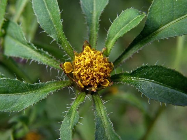 Dvouzubec černoplodý (Bidens frondosa L.)