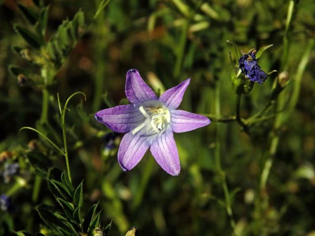 Zvonek rozkladitý (Campanula patula L.) - šestičetný květ (9)