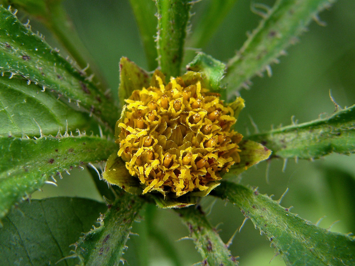 Dvouzubec černoplodý (Bidens frondosa L.)