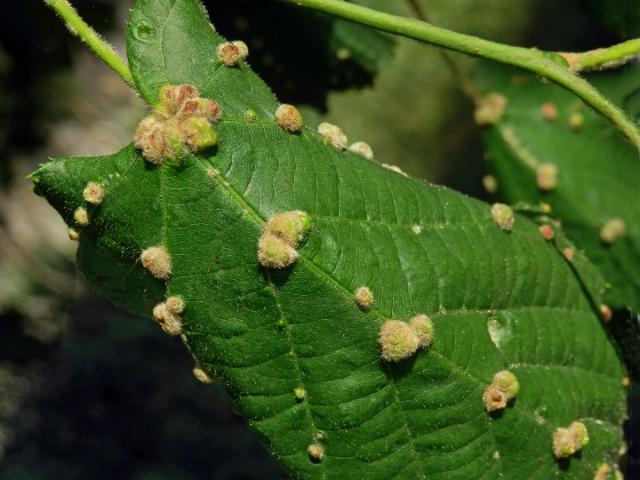 Hálky vlnovníka Eryophyes exilis