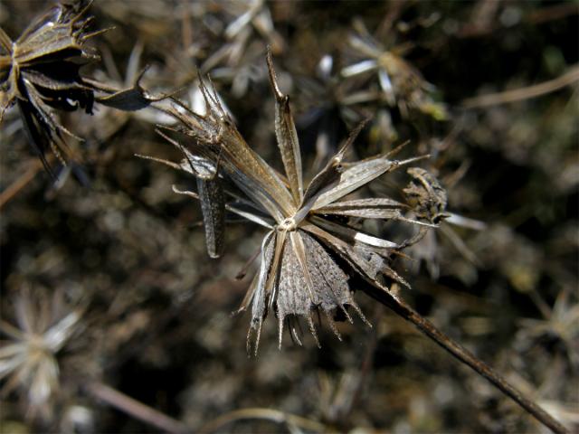 Dvouzubec černoplodý (Bidens frondosa L.)