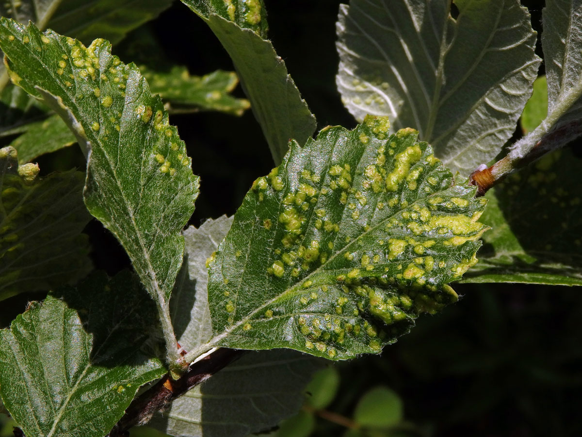 Hálky vlnovníka Eriophyes sorbi