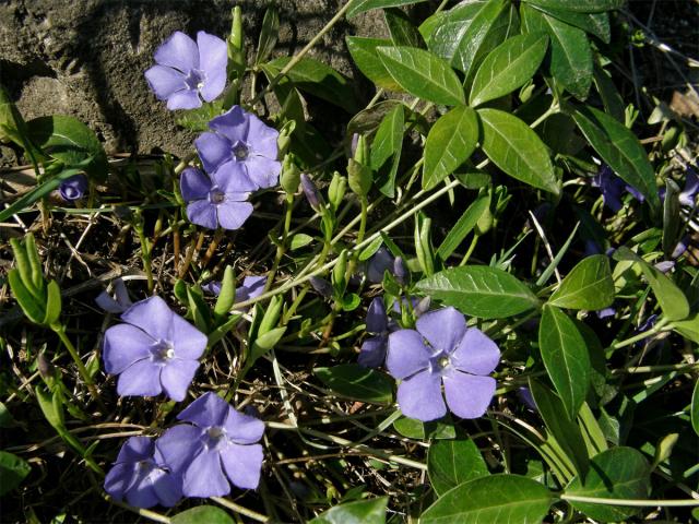 Bravínek menší (Brčál barvínek) (Vinca minor L.)