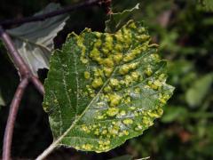 Hálky vlnovníka Eriophyes sorbi