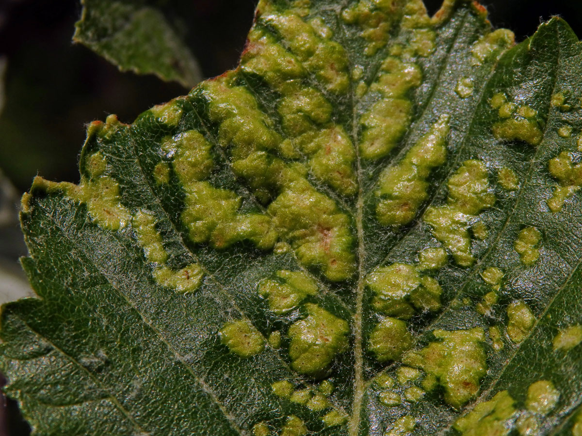 Hálky vlnovníka Eriophyes sorbi