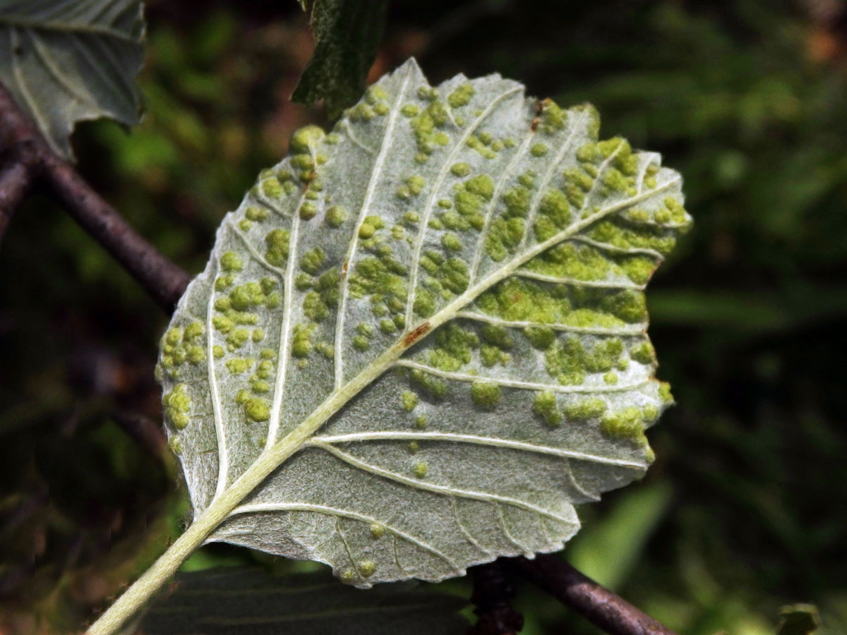 Hálky vlnovníka Eriophyes sorbi