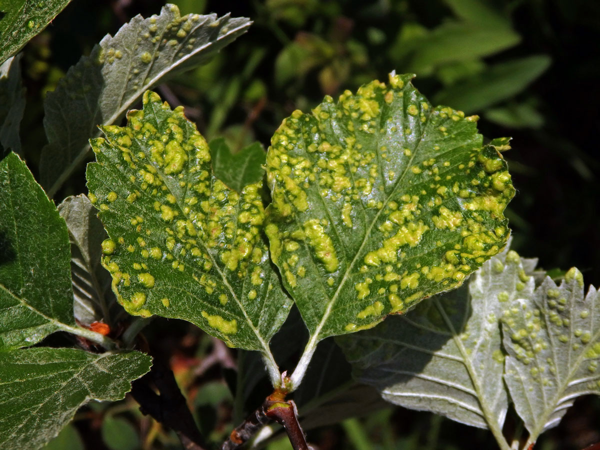 Hálky vlnovníka Eriophyes sorbi