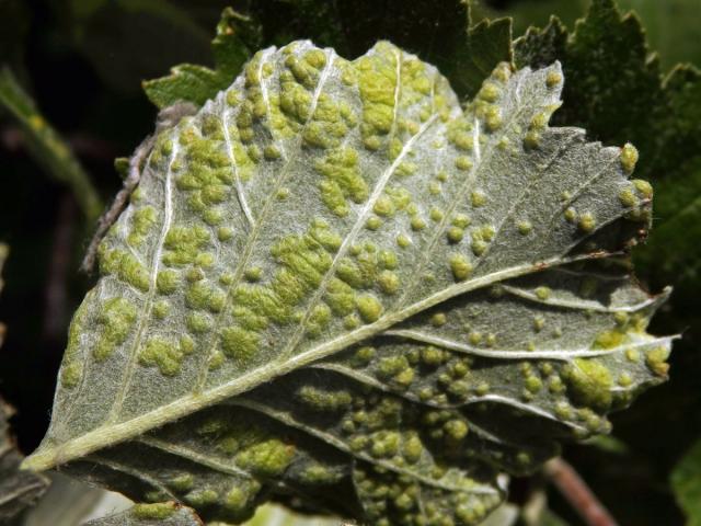 Hálky vlnovníka Eriophyes sorbi