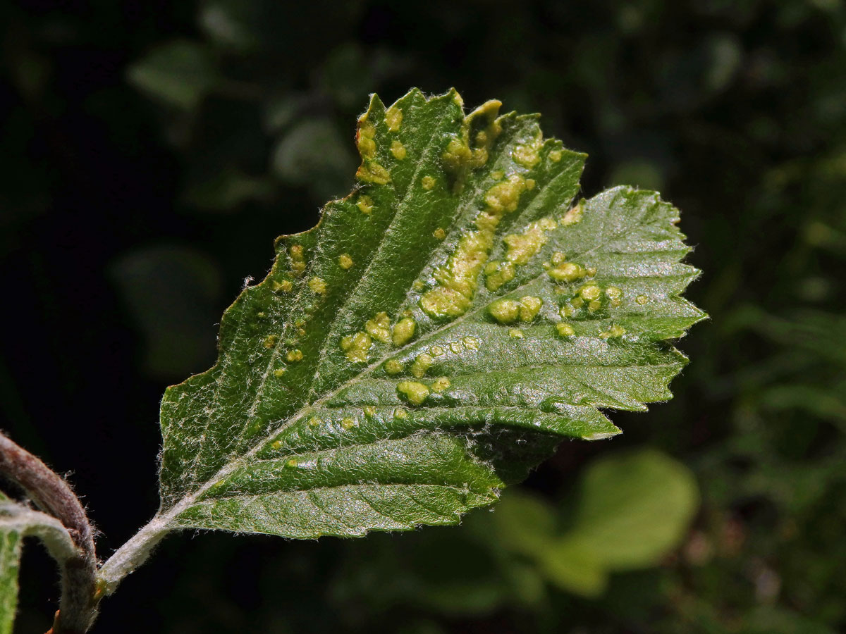 Hálky vlnovníka Eriophyes sorbi