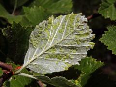 Hálky vlnovníka Eriophyes sorbi