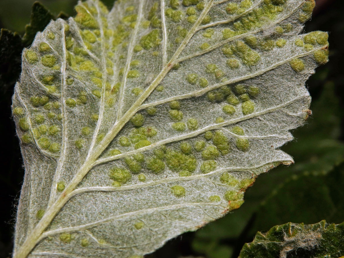 Hálky vlnovníka Eriophyes sorbi