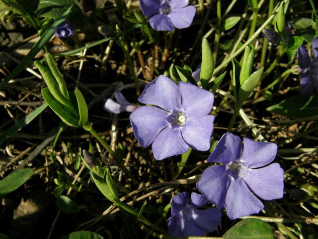 Bravínek menší (Brčál barvínek) (Vinca minor L.)