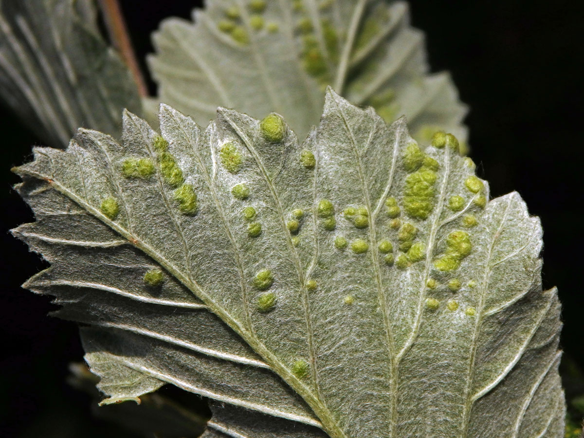 Hálky vlnovníka Eriophyes sorbi