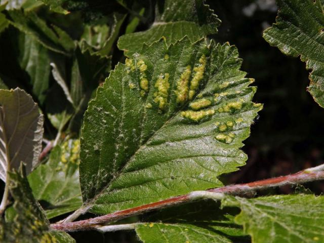 Hálky vlnovníka Eriophyes sorbi