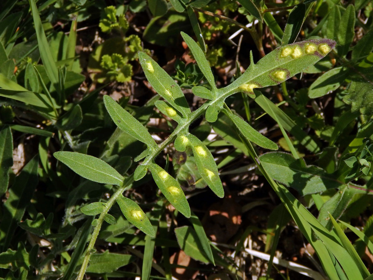 Hálky vlnovníka Aceria centaureae, chrpa čekánek (Centaurea scabiosa L.)