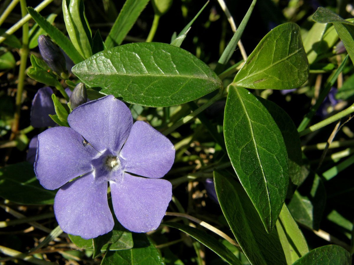 Bravínek menší (Brčál barvínek) (Vinca minor L.)