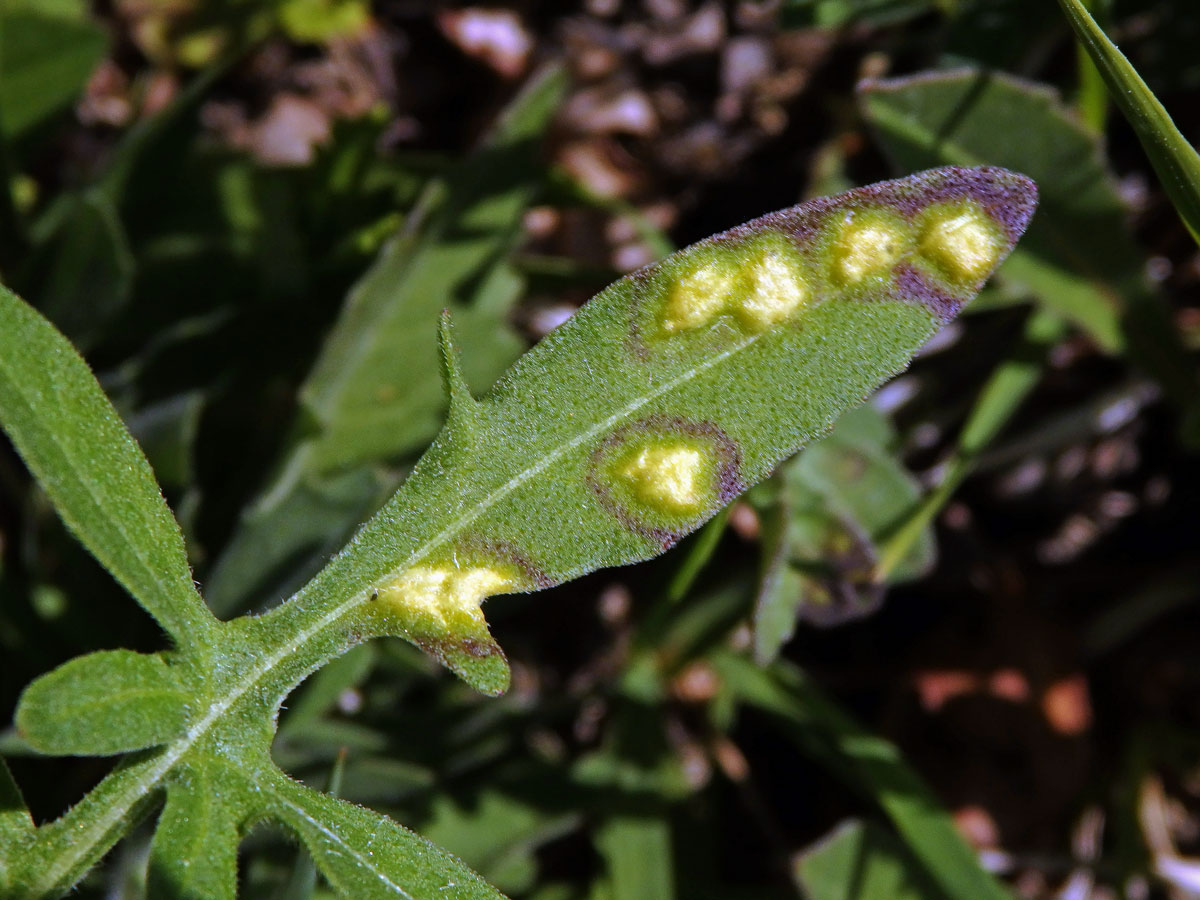 Hálky vlnovníka Aceria centaureae, chrpa čekánek (Centaurea scabiosa L.)