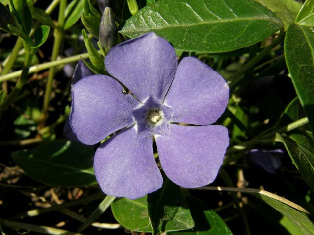 Bravínek menší (Brčál barvínek) (Vinca minor L.)