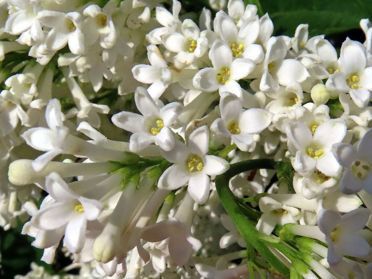 Ptačí zob vejčitolistý (Ligustrum ovalifolium Hassk.), pětičetný květ (3)