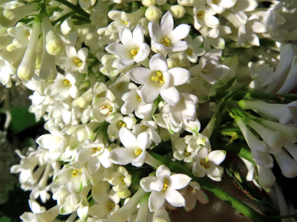 Ptačí zob vejčitolistý (Ligustrum ovalifolium Hassk.), pětičetný květ (4)