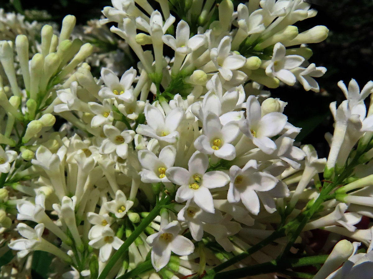 Ptačí zob vejčitolistý (Ligustrum ovalifolium Hassk.), pětičetný květ (5)