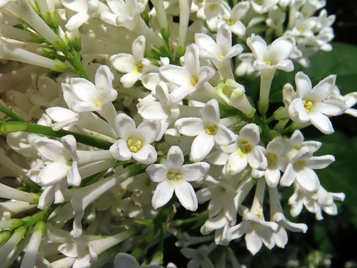 Ptačí zob vejčitolistý (Ligustrum ovalifolium Hassk.), pětičetný květ (6)